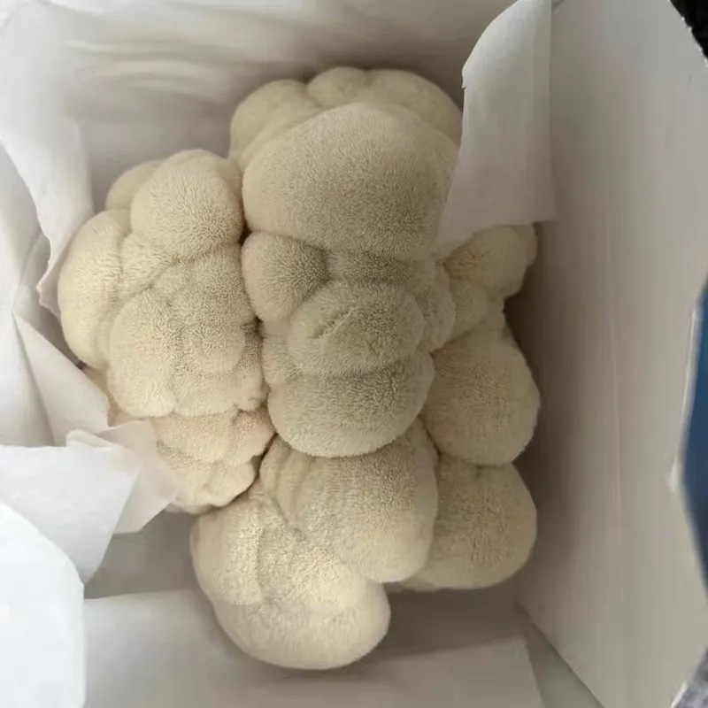 Lion's Mane (Hericium erinaceus)