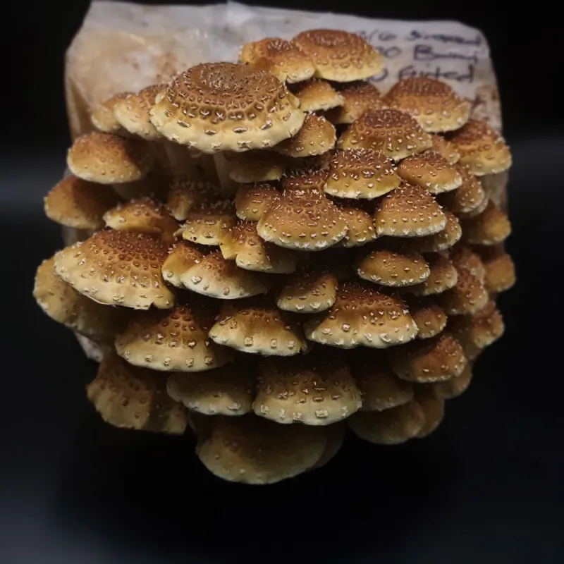 Chestnut Mushroom (Pholiota adiposa)