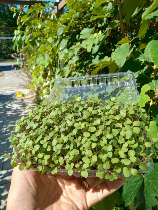 Buckwheat Live Microgreens