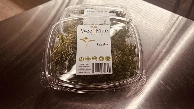 Cilantro Baby Microgreens
