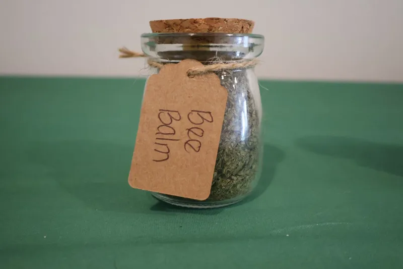 Bee Balm Tea