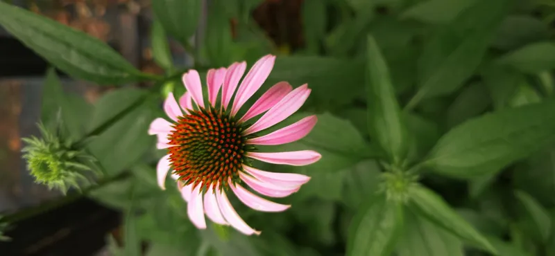 Echinacea Infused Honey