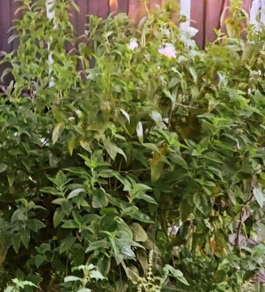 Bee Balm Infused Honey (medium)
