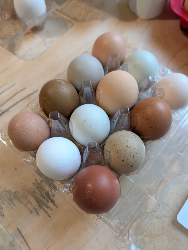 Chicken Eggs