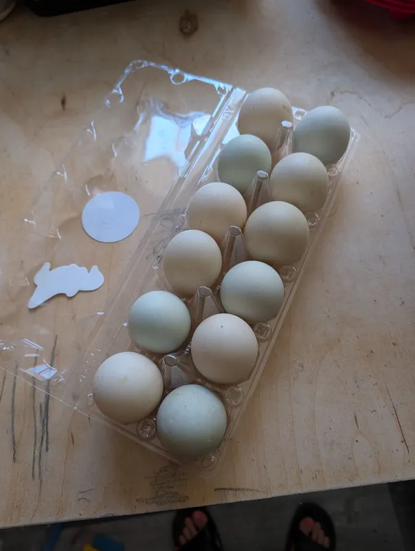 Duck Eggs