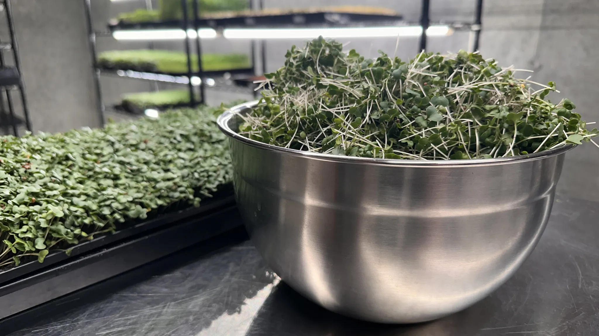 Wee Mite Microgreens